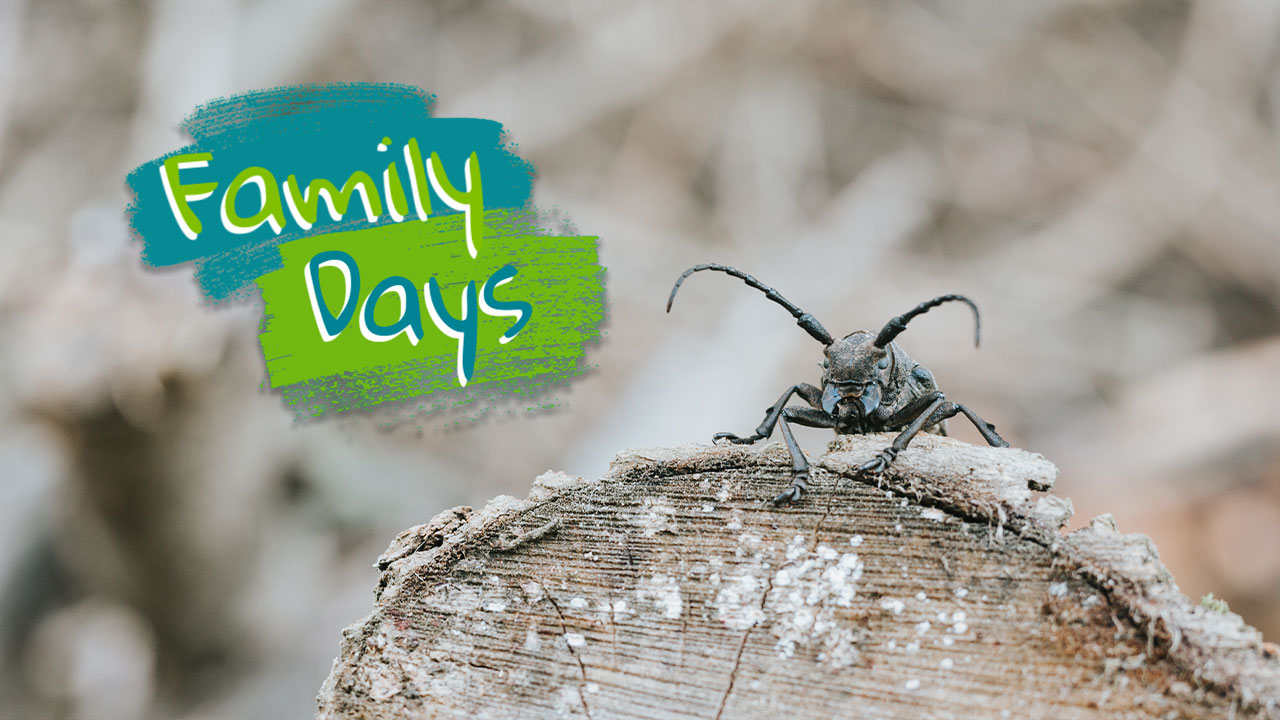 Family Days Winter 2026/27