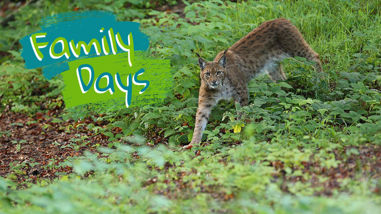 Family Days Sommer 2026