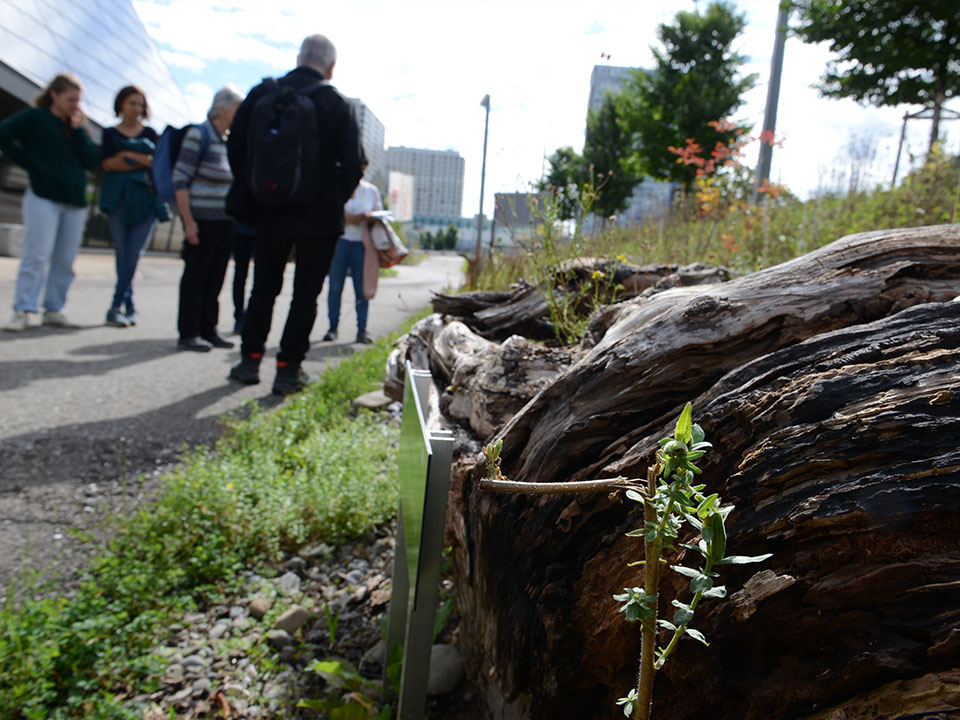 fuehrung naturmodule vor der haustuere Totholz