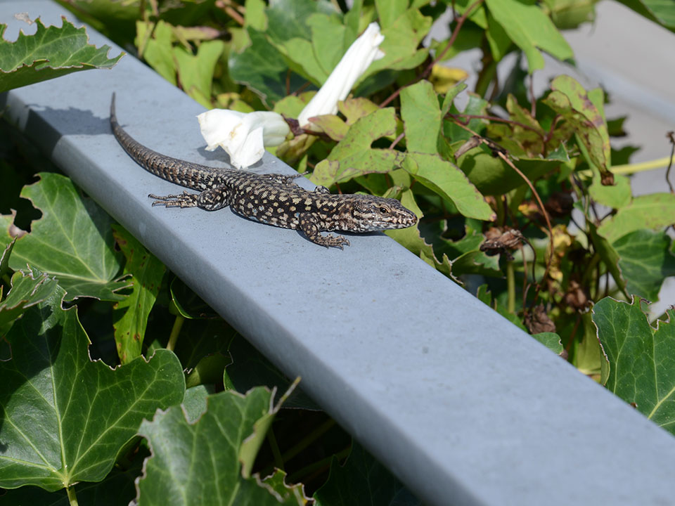 fuehrung naturmodule vor der haustuere mauereidechse gelaender