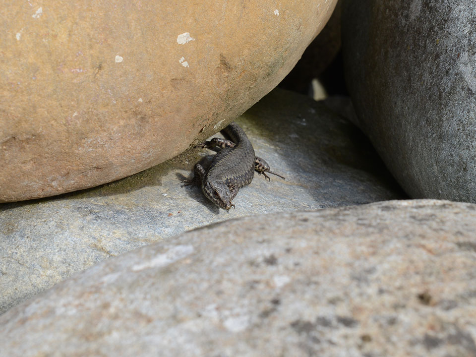fuehrung naturmodule vor der haustuere mauereidechse unter steinen