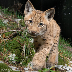 x Beitragsbild Sonderausstellung Luchs