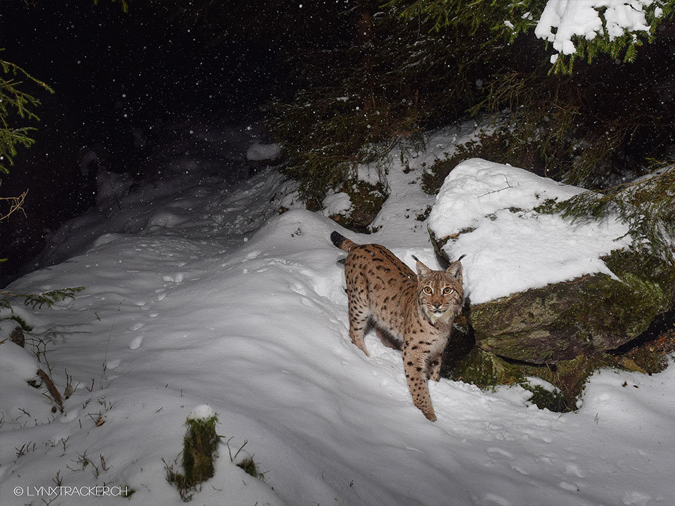 x Sonderausstellung Luchs im schnee fotografiert