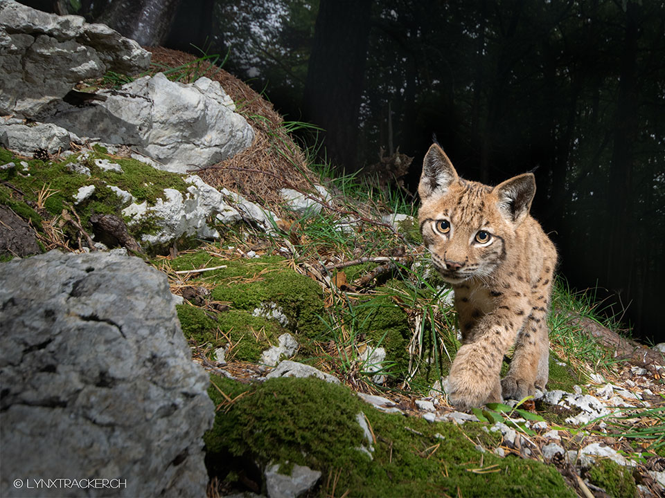 x Sonderausstellung Luchs interessieerende blicke