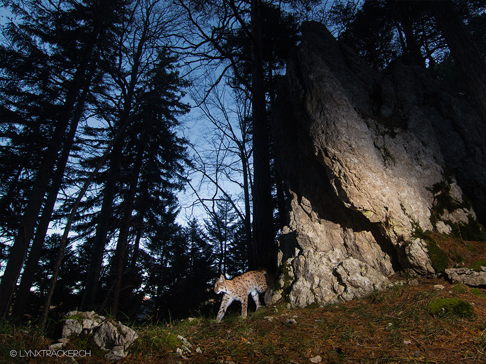 x Sonderausstellung Luchs schleicht durch den wald