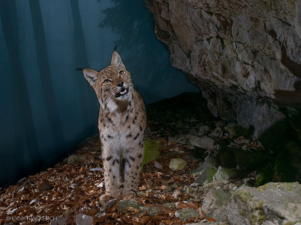 x Sonderausstellung Luchs sitzt unter einem felsen