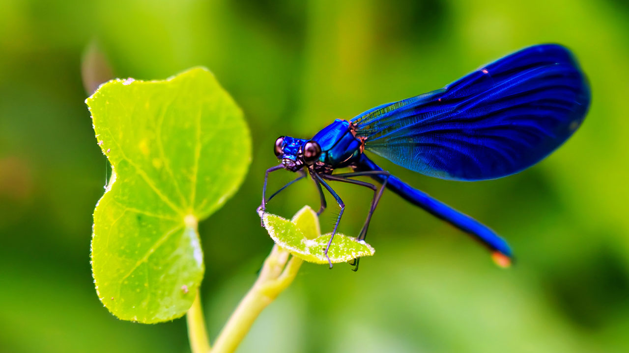 Fachvortrag «Insekten»