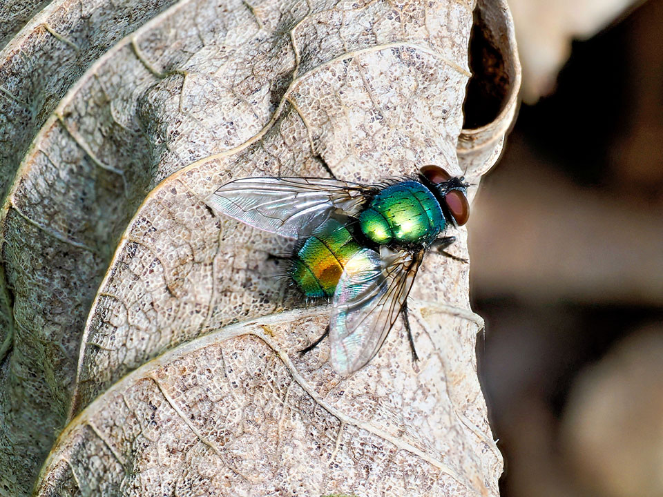 x Sonderausstellung Riesengrosse Wunderwelt Insekten Umwelt Arena Makro Insekten Fliege