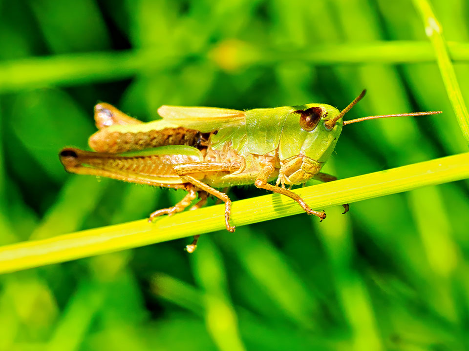 x Sonderausstellung Riesengrosse Wunderwelt Insekten Umwelt Arena Makro Insekten Heuguemper