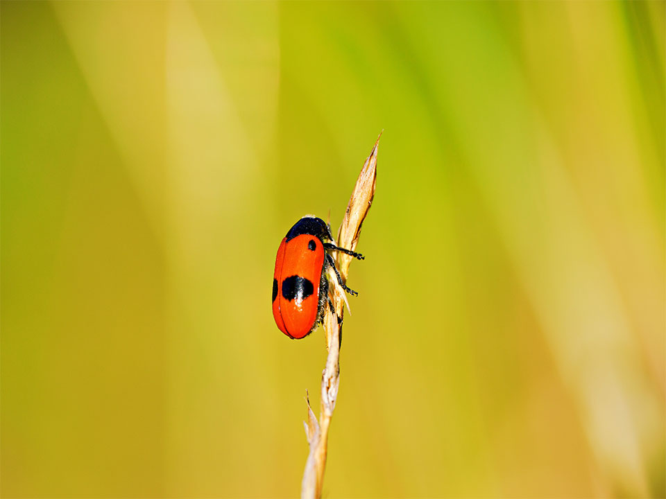 x Sonderausstellung Riesengrosse Wunderwelt Insekten Umwelt Arena Makro Insekten Kaefer
