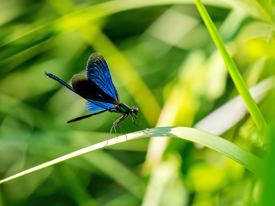 x Sonderausstellung Riesengrosse Wunderwelt Insekten Umwelt Arena Makro Insekten Libelle