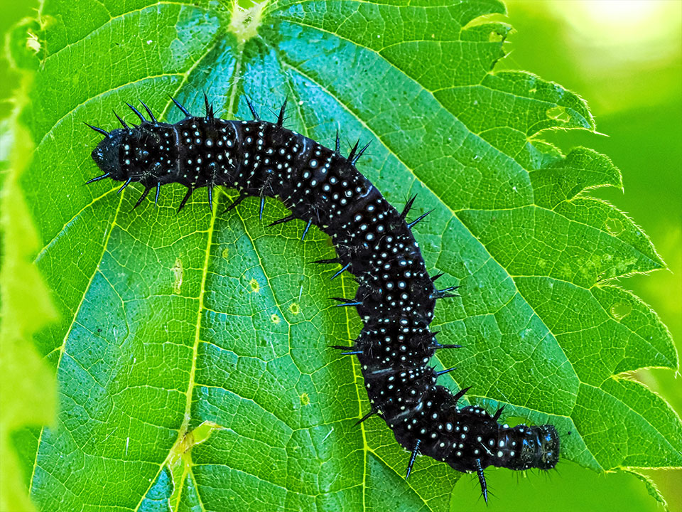 x Sonderausstellung Riesengrosse Wunderwelt Insekten Umwelt Arena Makro Insekten Raupe
