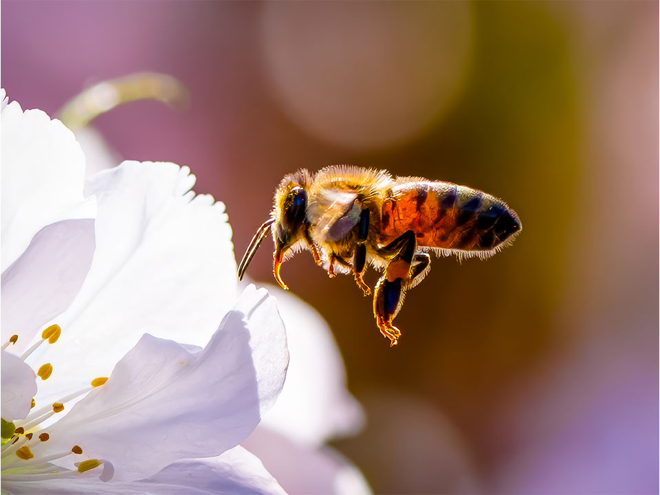x Sonderausstellung Riesengrosse Wunderwelt Insekten Umwelt Arena Makro Insekten Wildbiene
